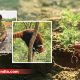 Mia by Tanishq recently added a unique element to its Old Gold Exchange Programme by linking it with a tree plantation initiative, creating a direct connection between jewellery purchase and environmental contribution